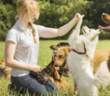 Cuidadores de Animais no Leblon