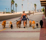 Dog Walkers de cães em Leblon